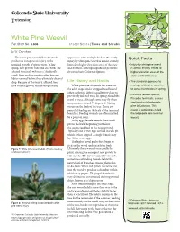 White Pine Weevil Fact Sheet No