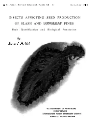Insects Affecting Seed Production of Slash and Longleaf Pines