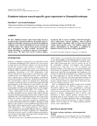 Ectoderm Induces Muscle-Specific Gene Expression in Drosophila