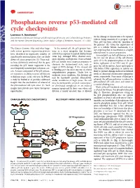 Phosphatases Reverse P53-Mediated Cell Cycle Checkpoints