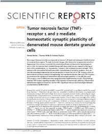 Tumor Necrosis Factor (TNF)-Receptor 1 and 2 Mediate Homeostatic Synaptic Plasticity of Denervated Mouse Dentate Granule Cells