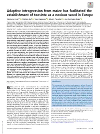 Adaptive Introgression from Maize Has Facilitated the Establishment of Teosinte As a Noxious Weed in Europe