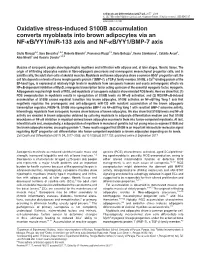 Oxidative Stress-Induced S100B Accumulation Converts Myoblasts Into Brown Adipocytes Via an NF-Κb/YY1/Mir-133 Axis and NF-Κb/YY1/BMP-7 Axis
