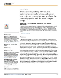 Transcriptome Profiling with Focus on Potential Key Genes for Wing Development and Evolution in Megaloprepus Caerulatus, the Damselfly Species with the World's Largest Wings