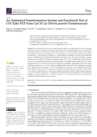 An Optimized Transformation System and Functional Test of CYC-Like TCP Gene Cpcyc in Chirita Pumila (Gesneriaceae)