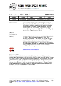 FULL ACCOUNT FOR: Verbascum Thapsus Global Invasive Species Database (GISD) 2021. Species Profile Verbascum Thapsus. Available F