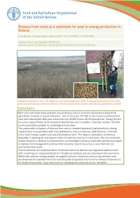 Biomass from Reeds As a Substitute for Peat in Energy Production in Belarus