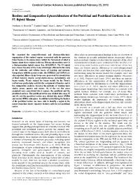 Borders and Comparative Cytoarchitecture of the Perirhinal and Postrhinal Cortices in an F1 Hybrid Mouse