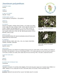 Jasminum Polyanthum