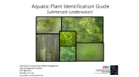Aquatic Plant Identification Guide Submersed (Underwater)