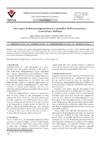 First Report of Abnormal Pigmentation in a Surmullet, Mullus Surmuletus L