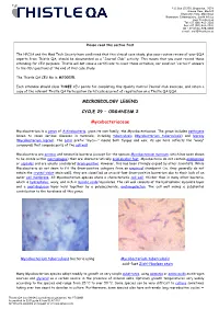 Mycobacteriaceae