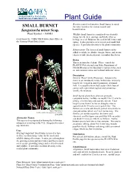 Small Burnet Is Noted SMALL BURNET for Value in Mixes for Erosion Control and Beautification