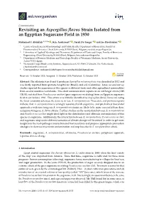 Revisiting an Aspergillus Flavus Strain Isolated from an Egyptian