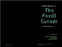 Fossil Cycads