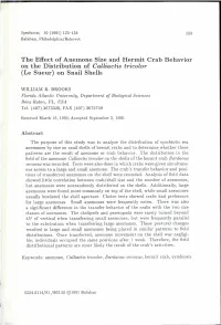 The Effect of Anemone Size and Hermit Crab Behavior on the Distribution of Calliactis Tricolor (Le Sueur) on Snail Shells