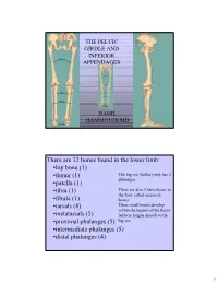 There Are 32 Bones Found in the Lower Limb: •Hip Bone