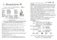 Bromelcairns