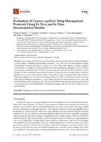 Evaluation of Cyanea Capillata Sting Management Protocols Using Ex Vivo and in Vitro Envenomation Models