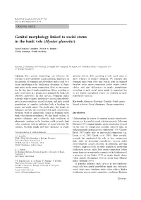 Genital Morphology Linked to Social Status in the Bank Vole (Myodes Glareolus)