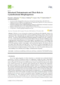 Structural Determinants and Their Role in Cyanobacterial Morphogenesis