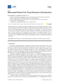 Ribosomal Protein L10: from Function to Dysfunction