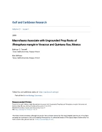 Macrofauna Associate with Ungrounded Prop Roots of Rhizophora Mangle in Veracruz and Quintana Roo, Mexico