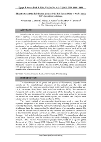 Identification of the Holothurian Species of the Red Sea and Gulf of Aqaba Using DNA Barcoding Technique