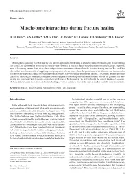 Muscle-Bone Interactions During Fracture Healing