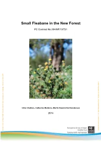 Small Fleabane in the New Forest