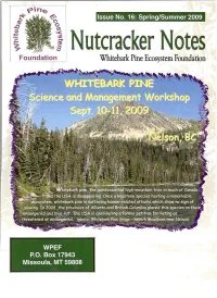 Nutcracker Notes Foundation Whitebark Pine Ecosystem Foundation
