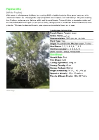 Populus Alba (White Poplar) Size/Shape
