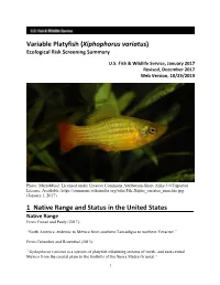 Variable Platyfish (Xiphophorus Variatus) Ecological Risk Screening Summary
