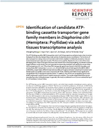 Identification of Candidate ATP-Binding Cassette Transporter