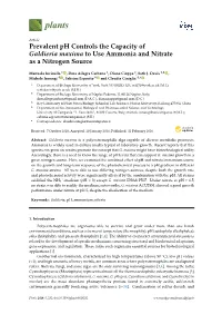 Prevalent Ph Controls the Capacity of Galdieria Maxima to Use Ammonia and Nitrate As a Nitrogen Source