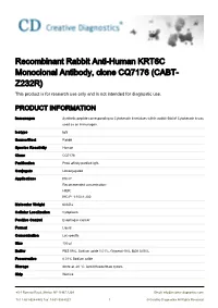 Recombinant Rabbit Anti-Human KRT6C Monoclonal Antibody, Clone CQ7176 (CABT- Z232R) This Product Is for Research Use Only and Is Not Intended for Diagnostic Use