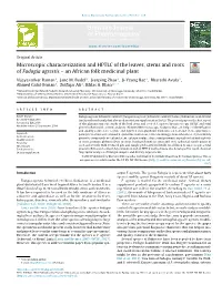 Microscopic Characterization and HPTLC of the Leaves, Stems and Roots