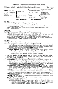 YEARLING, Consigned by Yeomanstown Stud, Ireland