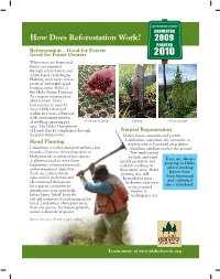 How Does Reforestation Work?
