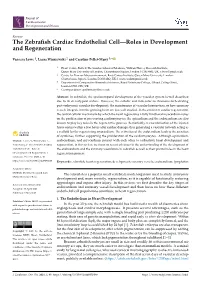 The Zebrafish Cardiac Endothelial Cell—Roles in Development And