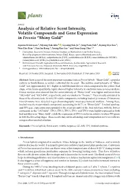 Analysis of Relative Scent Intensity, Volatile Compounds and Gene Expression in Freesia “Shiny Gold”