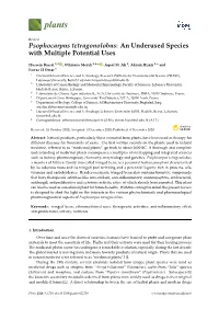 Psophocarpus Tetragonolobus: an Underused Species with Multiple Potential Uses