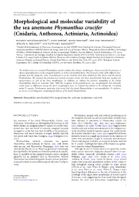 Morphological and Molecular Variability of the Sea