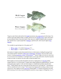 The Currently Recognized Species in This Genus Are: White Crappie – P