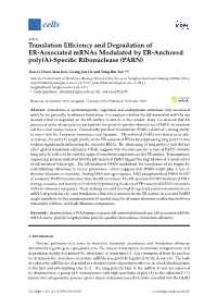 Translation Efficiency and Degradation of ER
