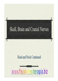 Skull, Brain and Cranial Nerves