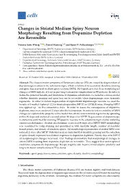 Changes in Striatal Medium Spiny Neuron Morphology Resulting from Dopamine Depletion Are Reversible