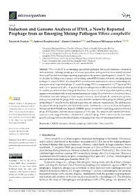 Induction and Genome Analysis of HY01, a Newly Reported Prophage from an Emerging Shrimp Pathogen Vibrio Campbellii