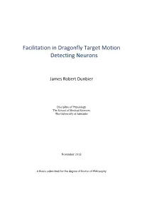 Facilitation in Dragonfly Target Motion Detecting Neurons