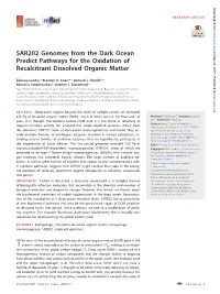 SAR202 Genomes from the Dark Ocean Predict Pathways for the Oxidation of Recalcitrant Dissolved Organic Matter
